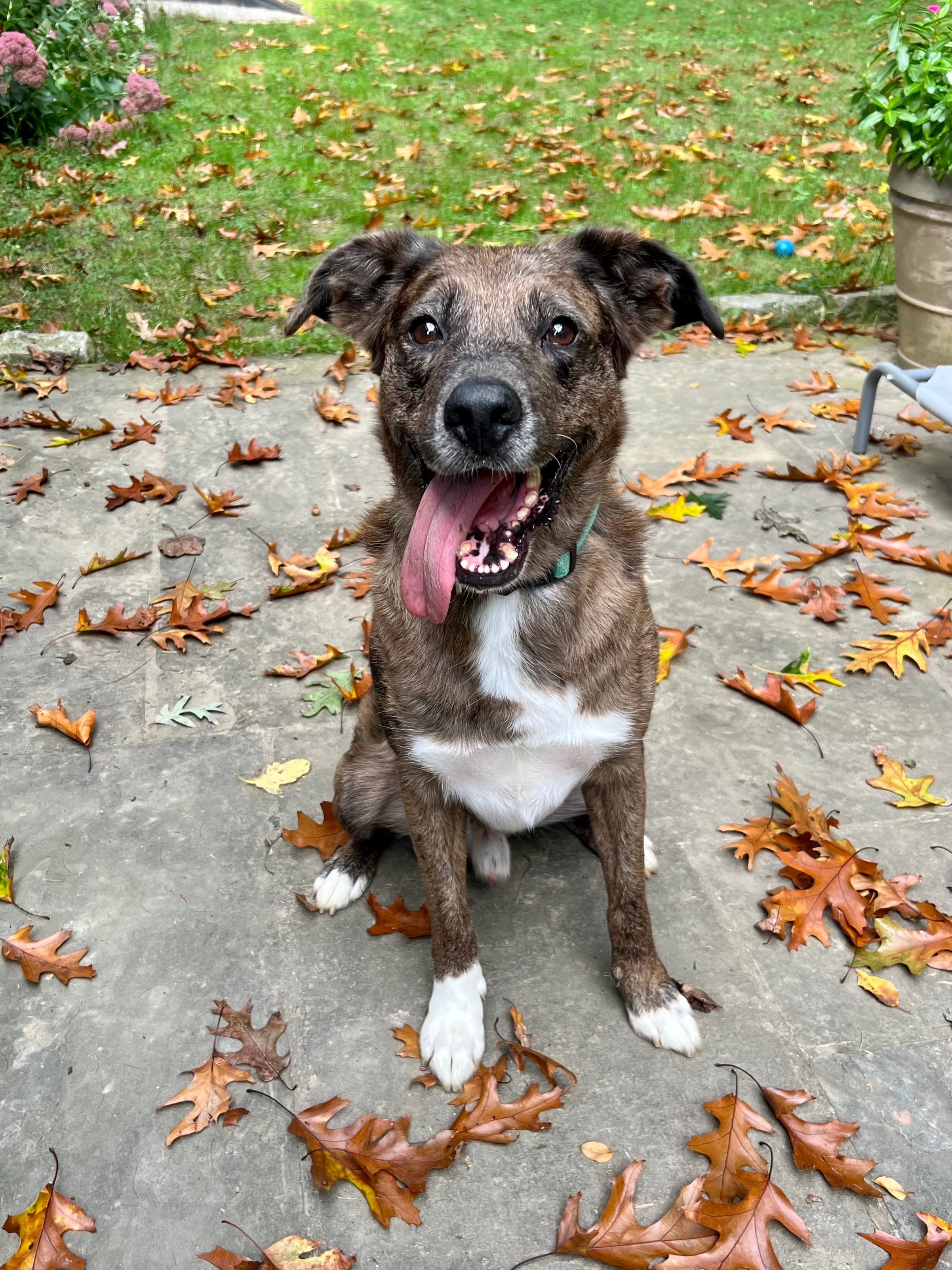 A happy brown and white Catahoula Leopard Dog with a long tongue sits on a leaf-covered patio, surrounded by fallen autumn leaves.