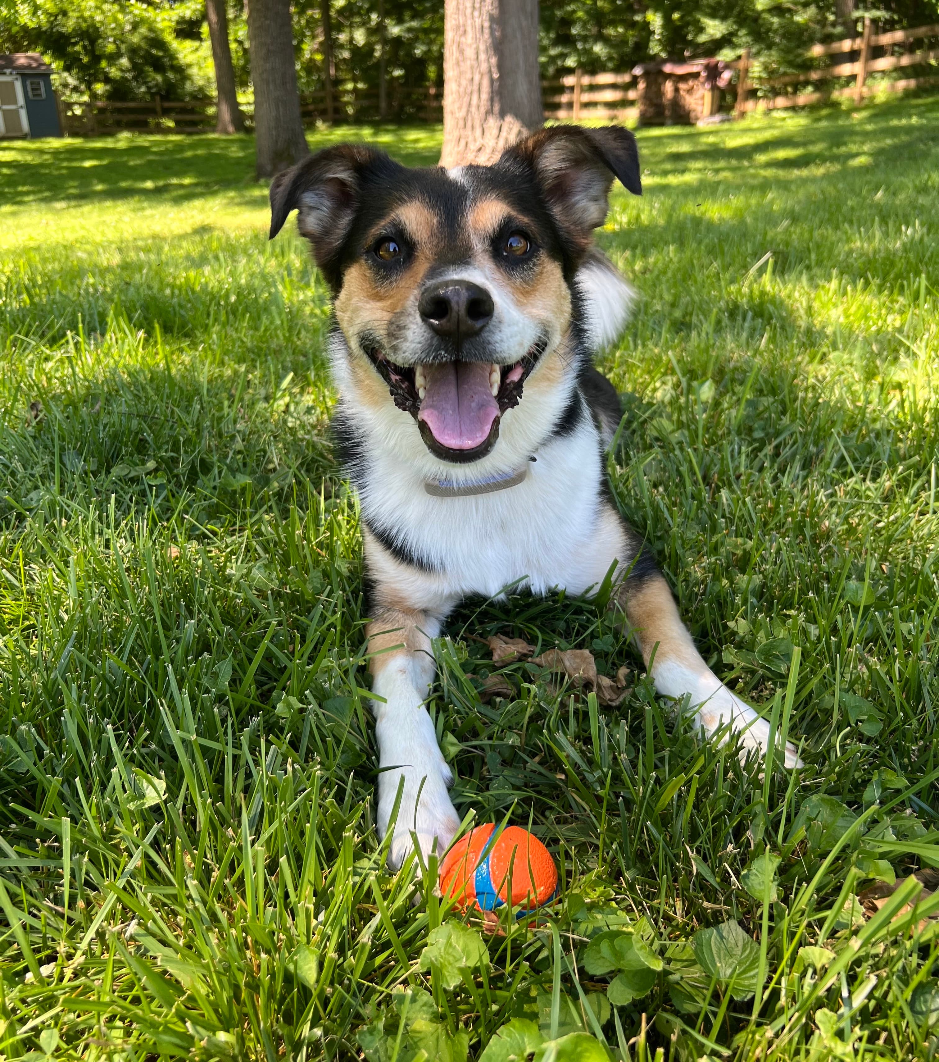 Pet Care Visits