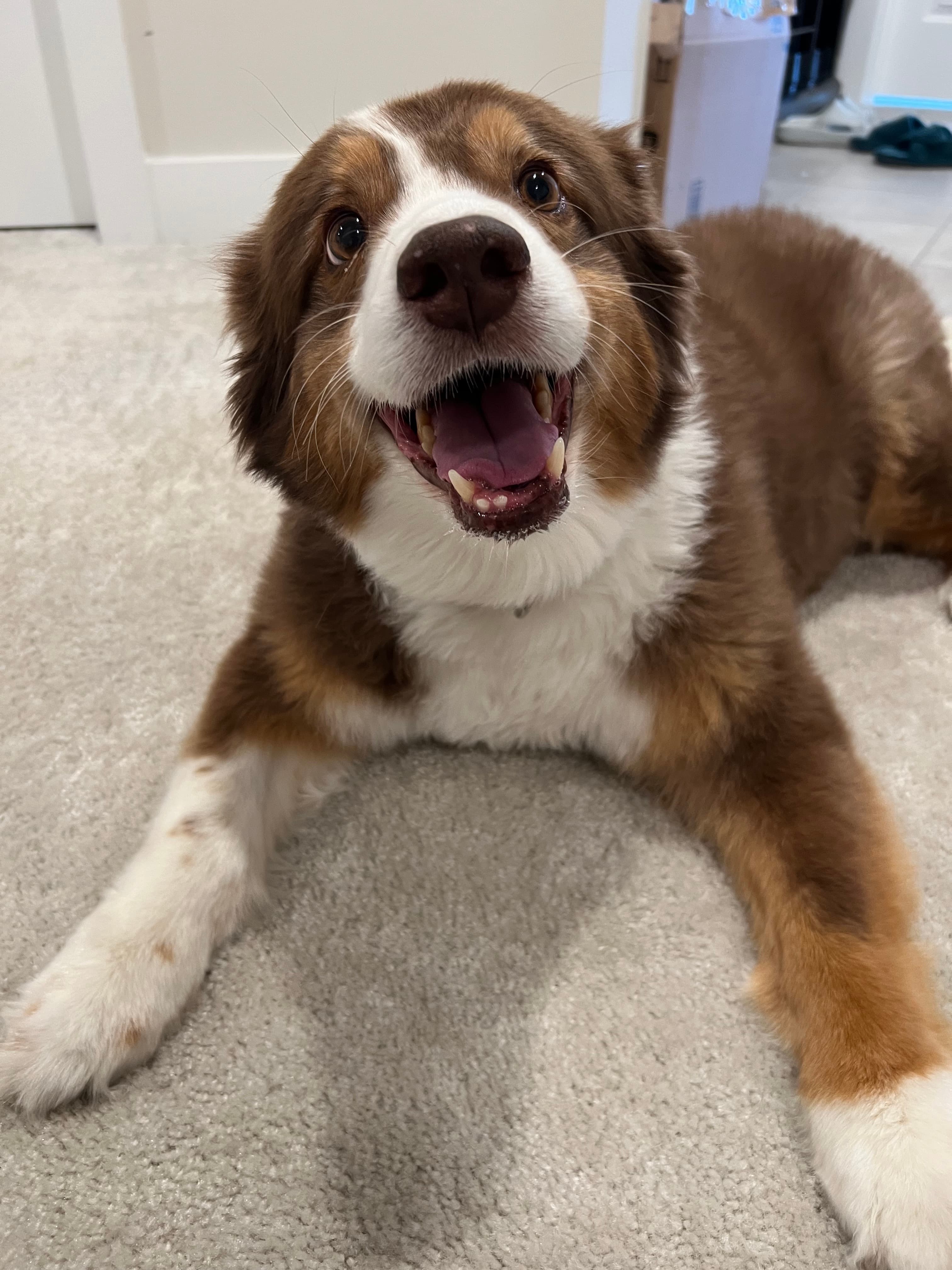 Happy brown and white Australian Shepherd lying on a carpet, looking up with mouth open and tongue slightly out.
