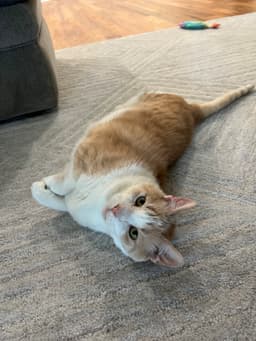 A tan and white cat lies on its side on a textured gray carpet, looking up with green eyes. A colorful toy is in the background.