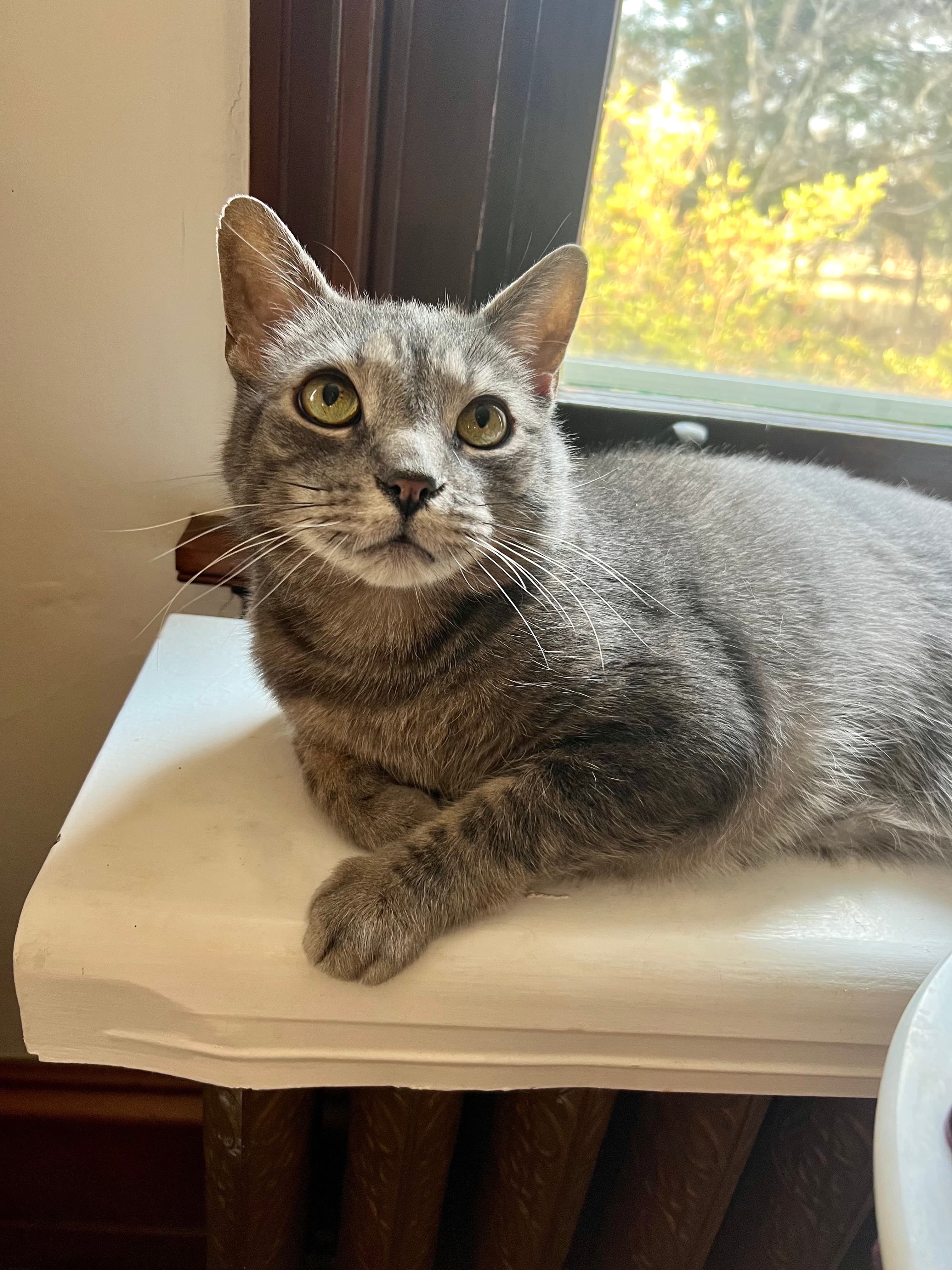 Gray cat with green eyes lying on a windowsill, looking up. Sunlight filters through the window, highlighting its fur.