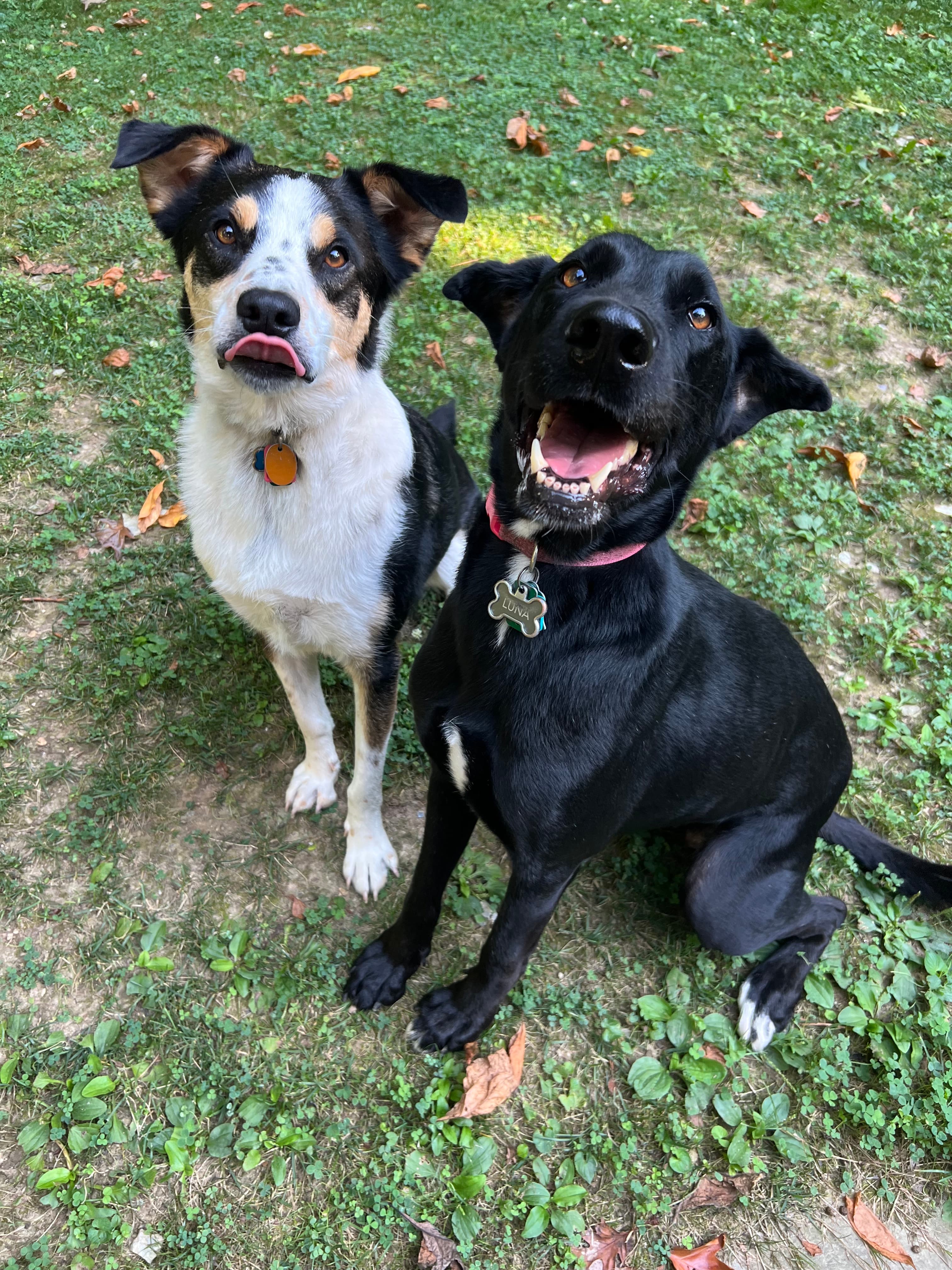 Two dogs sitting on grass; one black with a red collar, and the other black and white with a yellow tag, both looking up happily.